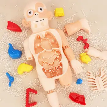 Обучающая игрушка Stem, модель органа, обучающая анатомическая модель, набор с игрушками-головоломками для детей, включает 11 карточек для анализа структуры
