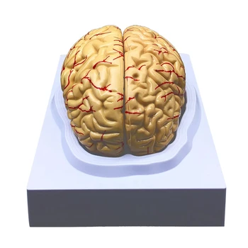 Модель Человеческого Мозга, Анатомически Точная Модель Мозга В Натуральную Величину Анатомия Человеческого Мозга Для Показа В Классе Естественных Наук